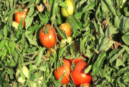 برداشت گوجه فرنگی دیررس در پارسیان