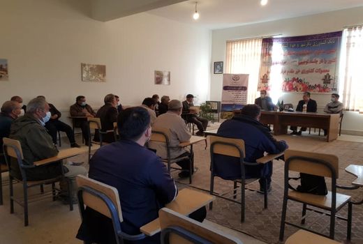 کلزاکاران پیشرو شهرستان ری تقدیر شدند/افزایش دوبرابری سطح کشت کلزا در کهریزک