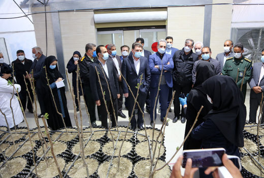 وزیر جهاد کشاورزی از گلخانه قرنطینه­ ای گردو در شهرستان ارزوئیه بازدید کرد