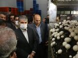 وزیر جهاد کشاورزی از مجتمع کشت و صنعت قارچ ملارد بازدید کرد