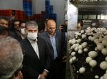 وزیر جهاد کشاورزی از مجتمع کشت و صنعت قارچ ملارد بازدید کرد