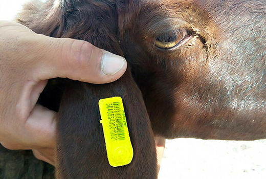 هویت گذاری بیش از 39 هزار راس دام در کوار 