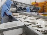 شیوع بیماری‌ها و کاهش تولید میگو در بوشهر
