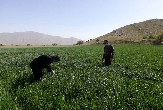 انتظار افزایش 20 درصدی تولید در مزارع گندم بنیان شیراز 