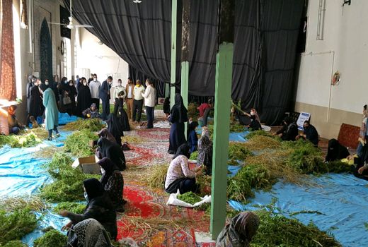 اشتغال‌زایی مناسب گیاهان دارویی برای زنان و دختران جویای کار