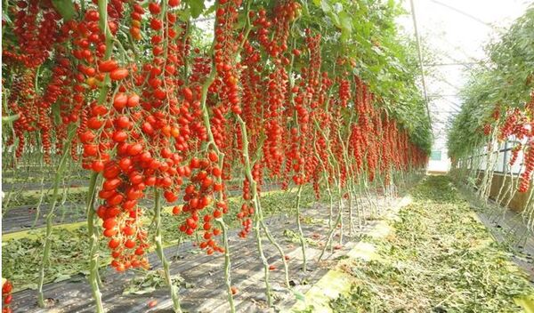 صدور ۵۴ مجوز بی‌نام سرمایه‌گذاری در حوزه کشاورزی خراسان شمالی