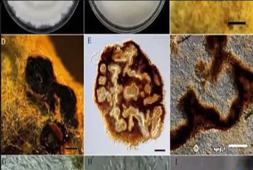  چهار قارچ عامل بیماری شانکر سیب به دنیا معرفی شد