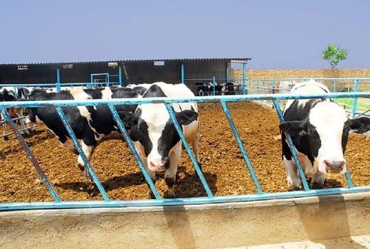 نقش مهم واحدهای پرواربندی در تولید و اشتغال