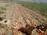  ۱۸ هزار تن پیاز از اراضی کشاورزی استان یزد برداشت شد