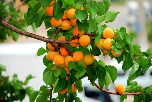 کاهش 27 درصدی تولید زردآلو در اصفهان