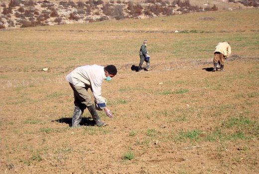 کشاورزان با روش های علمی صحیح به مبارزه با آفات مزارع بپردازند