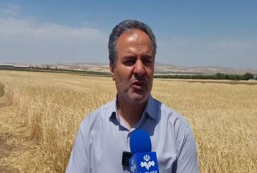 معرفی 50 رقم گندم دیم توسط مرکز تحقیقات دیم کشور
