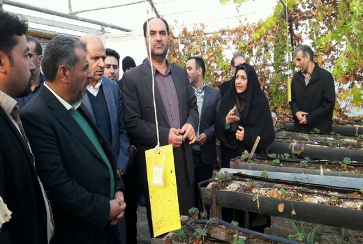 در حال حاضر ۵۰ هکتار گلحانه برای کشت محصولات کشاورزی در دست اجرا است