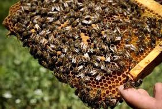 برگزاری دوره مهارتی پرورش زنبور عسل در شهرستان بهبهان