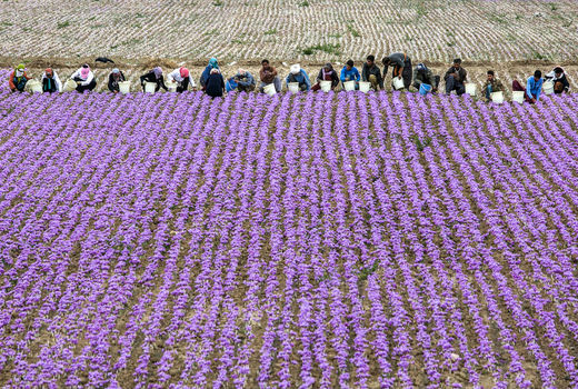 توسعه تکنولوژی در تولید زعفران