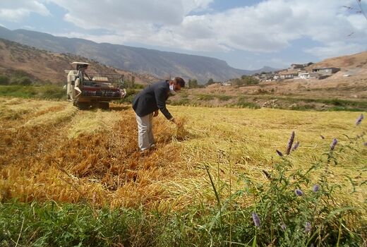 برداشت برنج در شهرستان سیروان آغاز شد