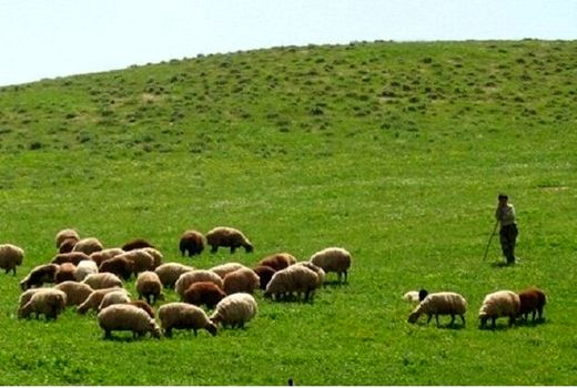 نوسانات قیمت؛ علت اصلی فعالیت سنتی دامداران عشایر خراسان شمالی