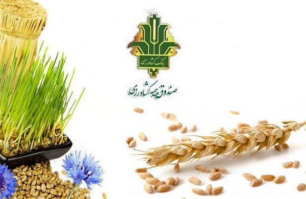 174 هزار هکتار از اراضی کشاورزی چهارمحال و بختیاری زیر پوشش بیمه قرار دارد