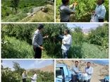 مبارزه بیولوژیک در باغات انار شهرستان جلفا