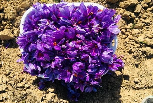 برداشت زعفران از مزارع سپیدان 