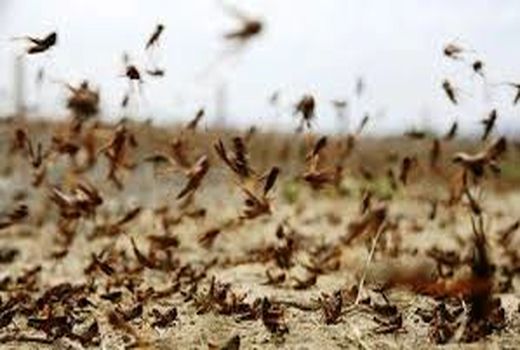 ادارات هرمزگان برای مقابله با ملخ‌های صحرایی بسیج شوند