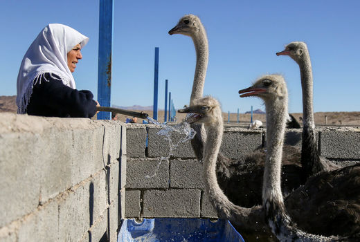  مزرعه پرورش  شتر مرغ استان خراسان جنوبی