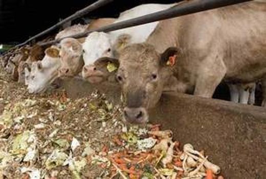 20 میلیون تن محصولات فرعی کشاورزی قابل استفاده برای خوراک دام است