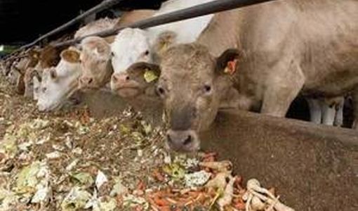 20 میلیون تن محصولات فرعی کشاورزی قابل استفاده برای خوراک دام است