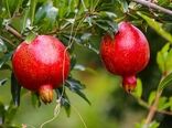 اجرای طرح جایگزینی باغات برای استفاده بهتر از منابع آبی