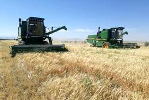 پایان برداشت جو در خرمشهر