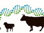 حفاظت از منابع ژنتیکی دامی وظیفه‌ای حاکمیتی است/ الزام رعایت قوانین در صادرات منابع ژنتیک دامی