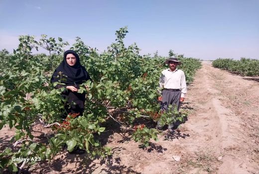 رتبه نخست شهرستان اسکو در تولید پسته 