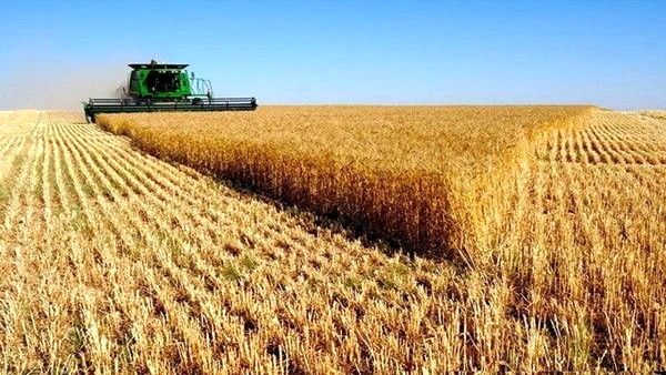 پیش بینی برداشت بیش از ۹۲۰ هزار تُن گندم در کردستان