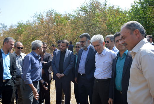 عارضه‌ی زوال مرکبات در فارس بررسی شد