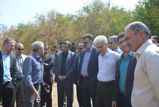 عارضه‌ی زوال مرکبات در فارس بررسی شد
