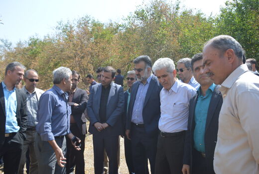 عارضه‌ی زوال مرکبات در فارس بررسی شد