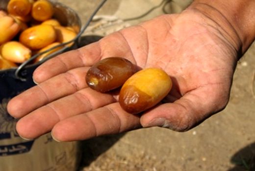 آغاز برداشت 15 هزار تن خرما از نخلستان‌های  لارستان