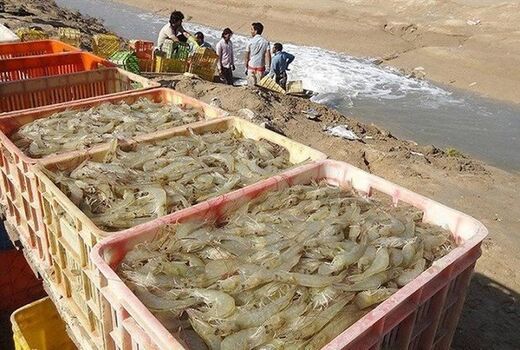 4100 تن میگو از بیش از 1200هکتار اراضی استان بوشهر برداشت شد