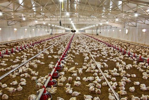 مشکلات مرغداران استان سمنان پیگیری می‌شود