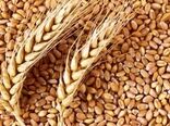 بیش از 2100 تن بذور گواهی شده غلات در اختیار کشاورزان البرزی قرار گرفت 