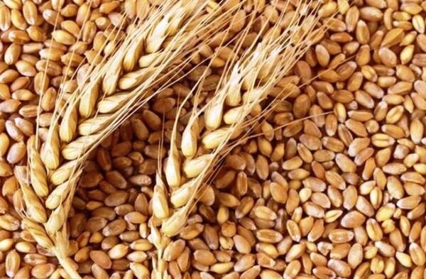 بیش از 2100 تن بذور گواهی شده غلات در اختیار کشاورزان البرزی قرار گرفت 