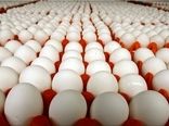 تخم مرغ ارزان‌تر از قیمت مصوب از مرغداران خریداری می‌شود