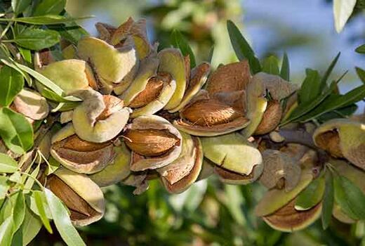 ارقام جدید دیرگل بادام سازگار با شرایط منطقه‌ای،  آزمایش می‌شوند