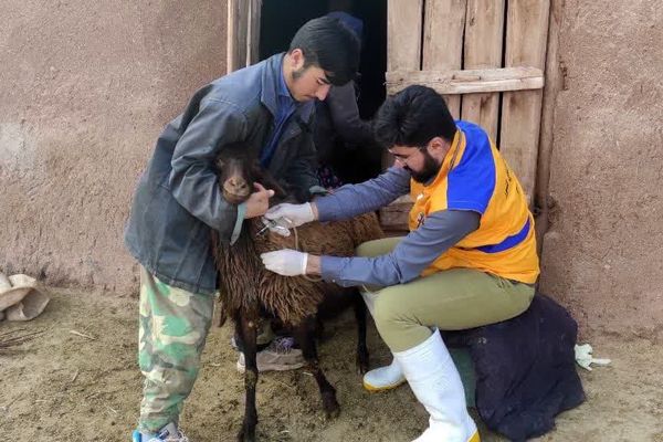برگزاری 415 مرحله اردوهای جهاد دامپزشکی در مناطق کم برخوردار آذربایجان شرقی در سال 1402