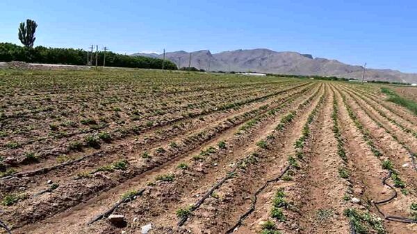 آغاز کاشت سیب‌زمینی به روش آبیاری تیپ در دهاقان