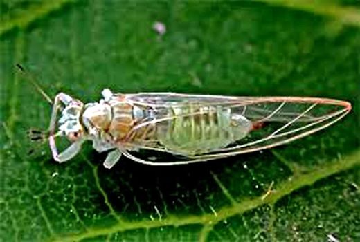 محققین مرکز تحقیقات و آموزش کشاورزی آذربایجان شرقی یک آفت نوظهور شناسایی کردند