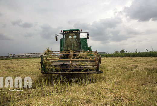 پرداخت 87 درصد مطالبات کلزاکاران گلستان