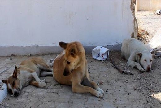 شهردار اردکان خواهان زنده گیری سگ های ولگرد شد