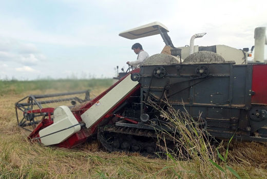 برداشت 4725 تن برنج سفید از شالیزارهای شهرستان خداآفرین