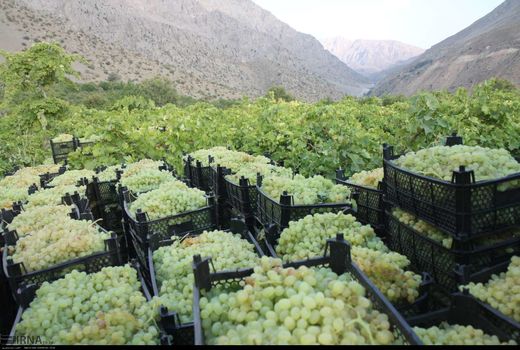 از سایه‌ سنجد تا سلامت انگور؛ روایت یک باغدار